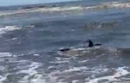 Tubarão aparece nas águas de Arroio Teixeira e deixa veranistas em alerta